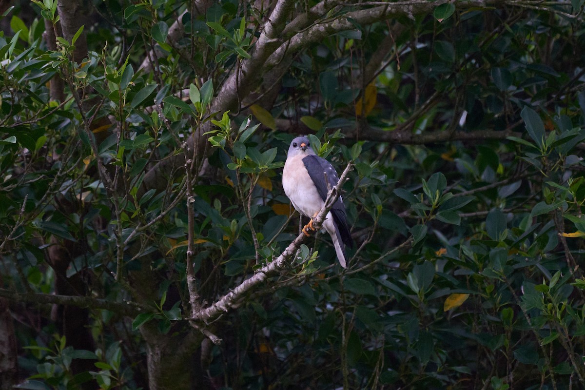 נץ יפני - ML646271480
