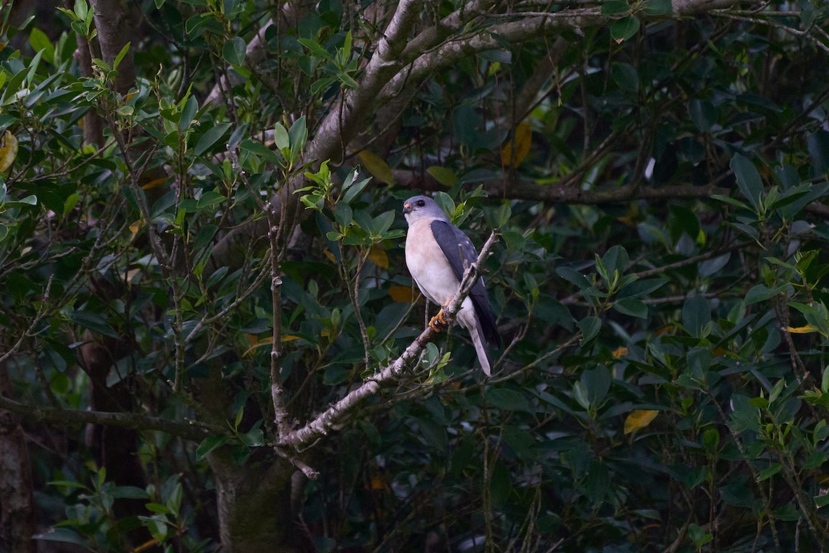 נץ יפני - ML646271481