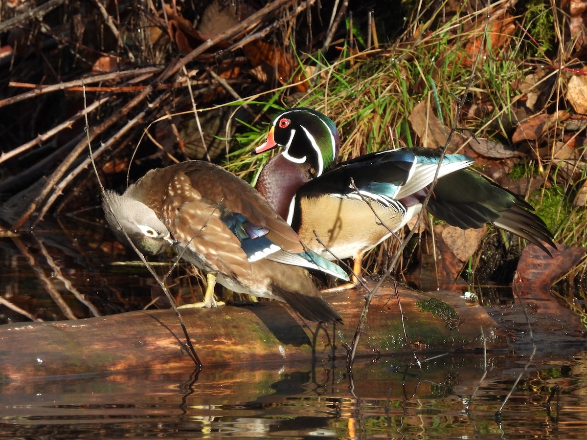 מנדרין אמריקני - ML646271482
