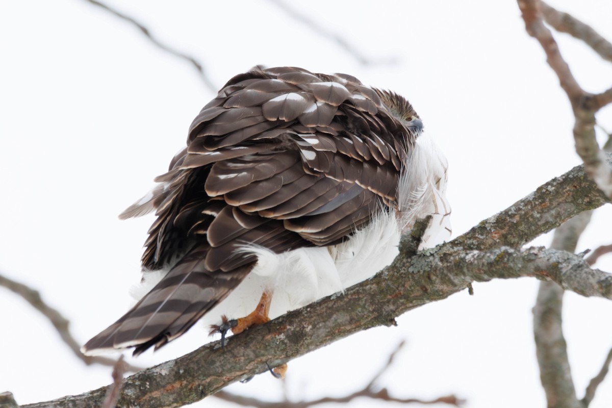 Cooper's Hawk - ML646271483