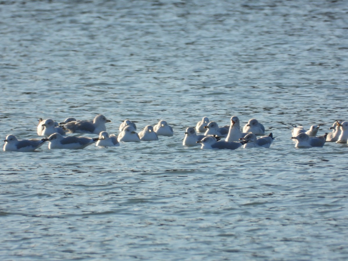 שחף עקוד-מקור - ML646271484