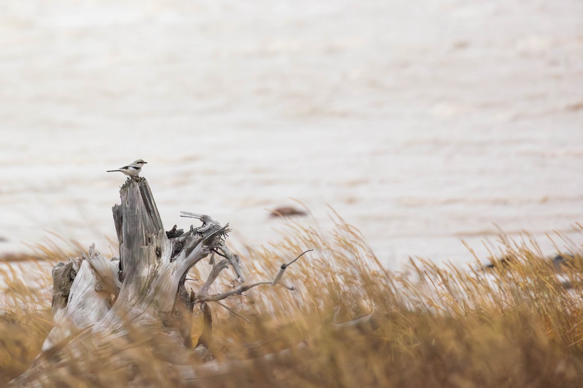 חנקן צפוני - ML646271485