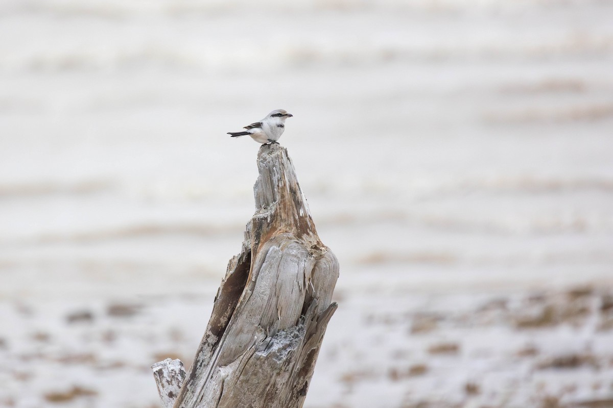 חנקן צפוני - ML646271486