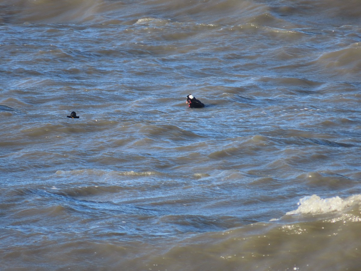 קטיפנית משברים - ML646271487