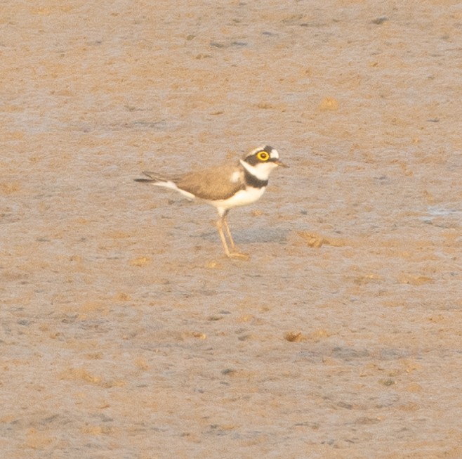 חופמי גדות - ML646271488