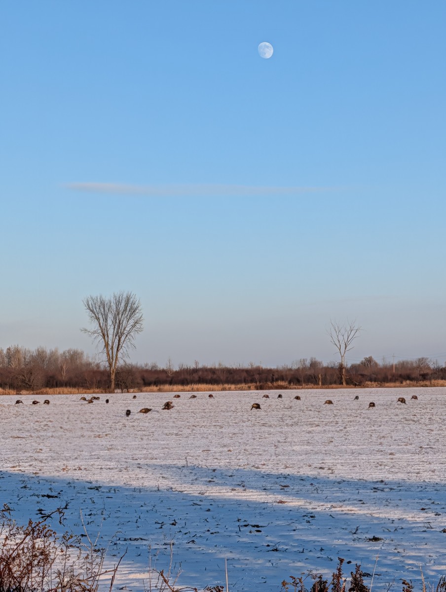 הודן בר - ML646271489