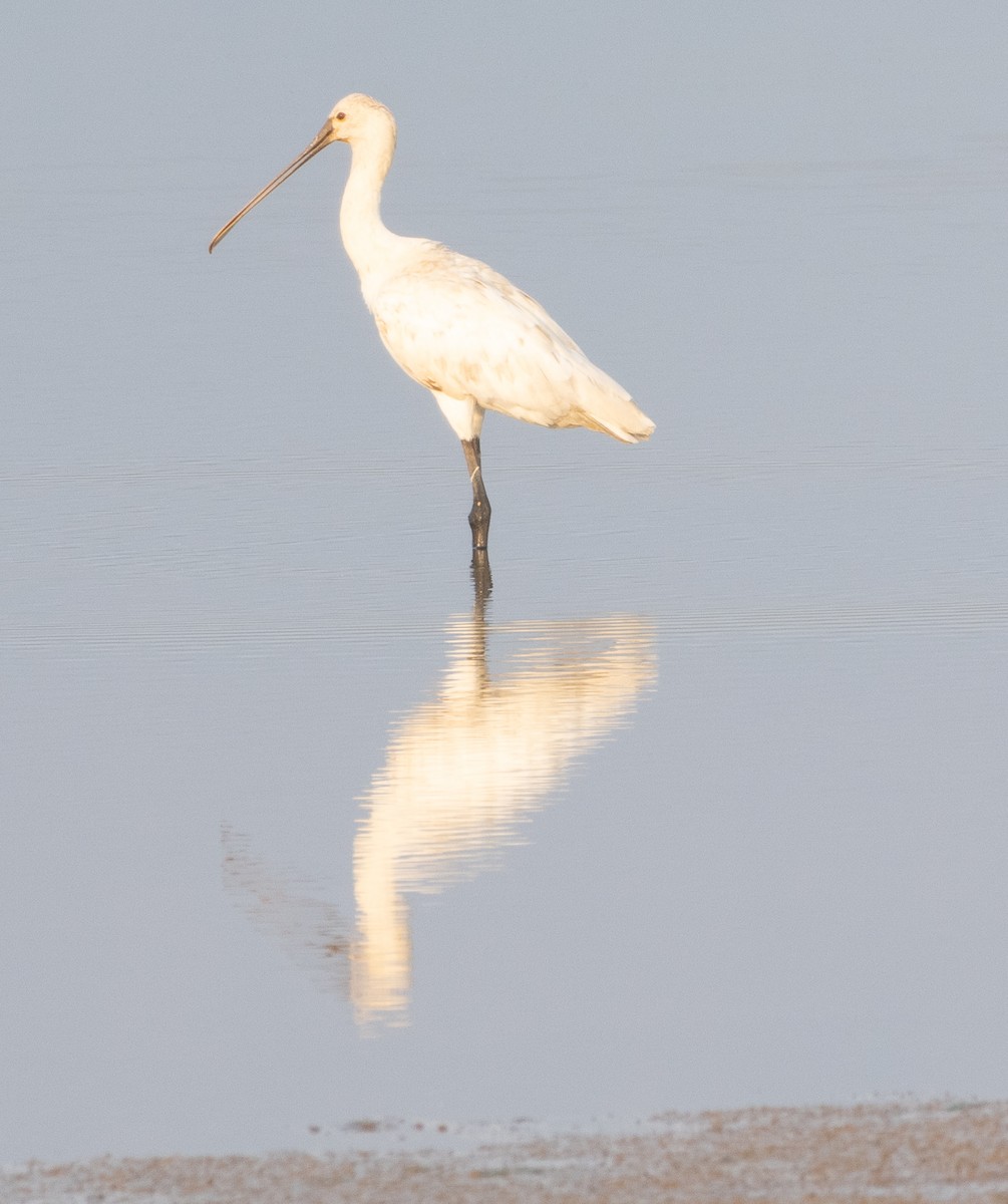 כפן - ML646271490