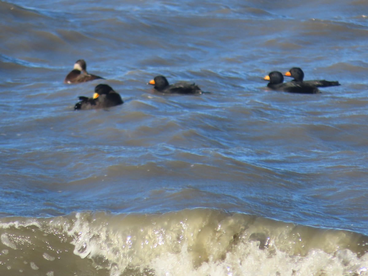 קטיפנית אמריקנית - ML646271492