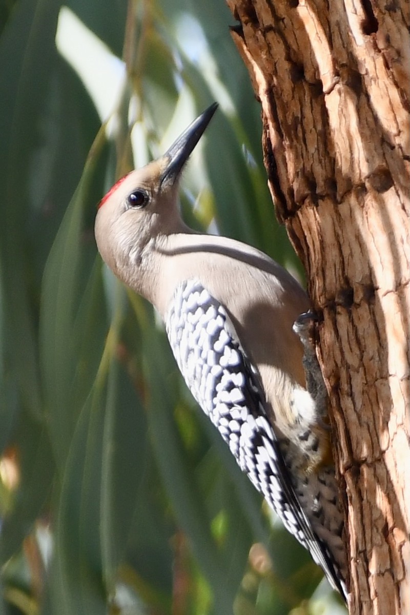 Gila Woodpecker - ML646271493