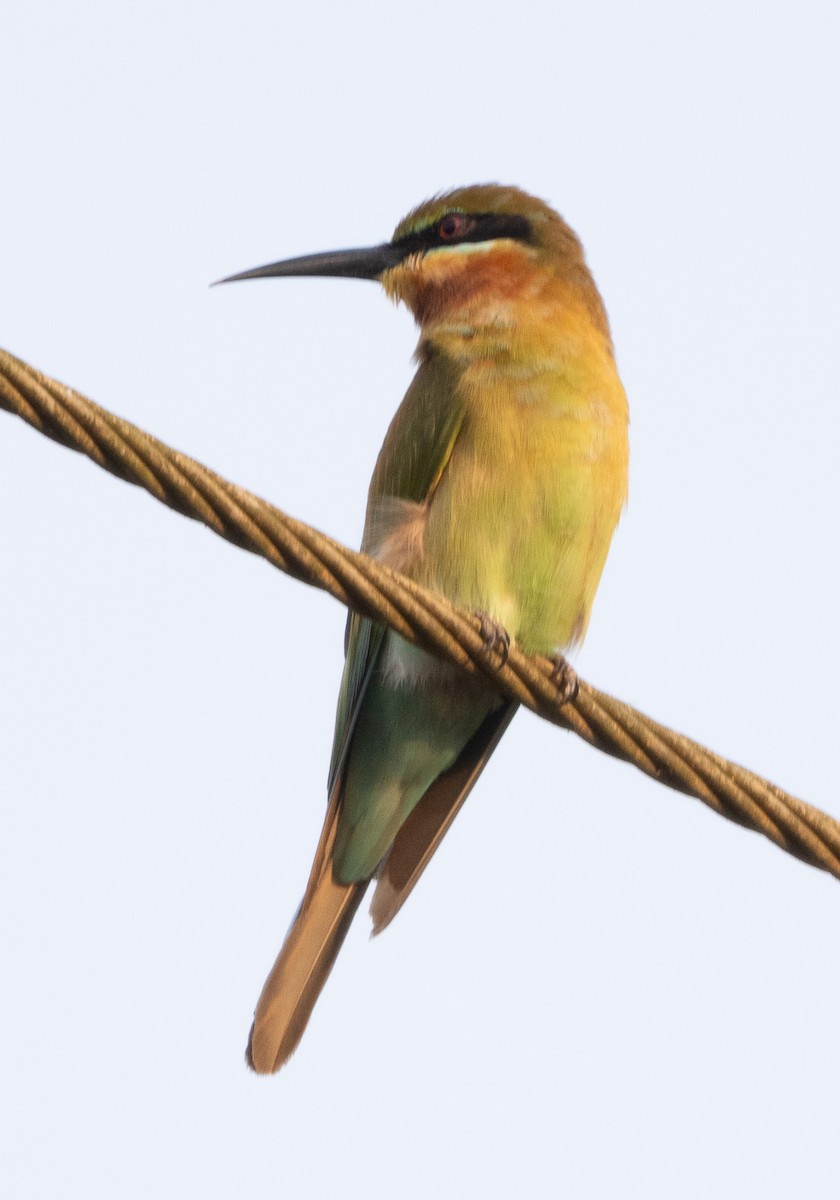 Blue-tailed Bee-eater - ML646271494
