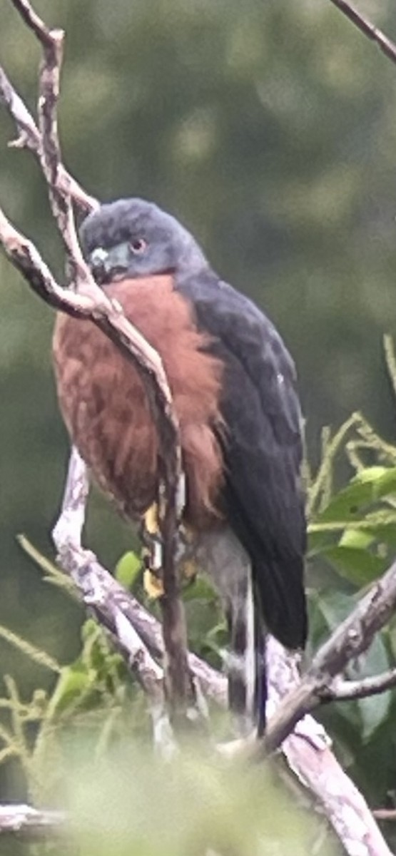 Double-toothed Kite - ML646271497