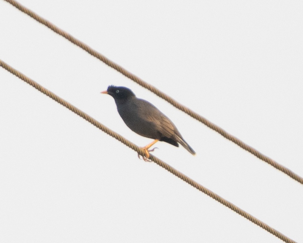 Jungle Myna - ML646271498