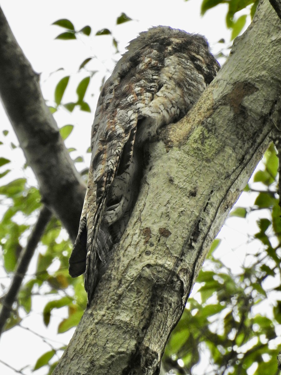 Great Potoo - ML646271499