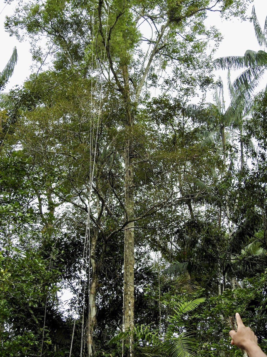 Great Potoo - ML646271500