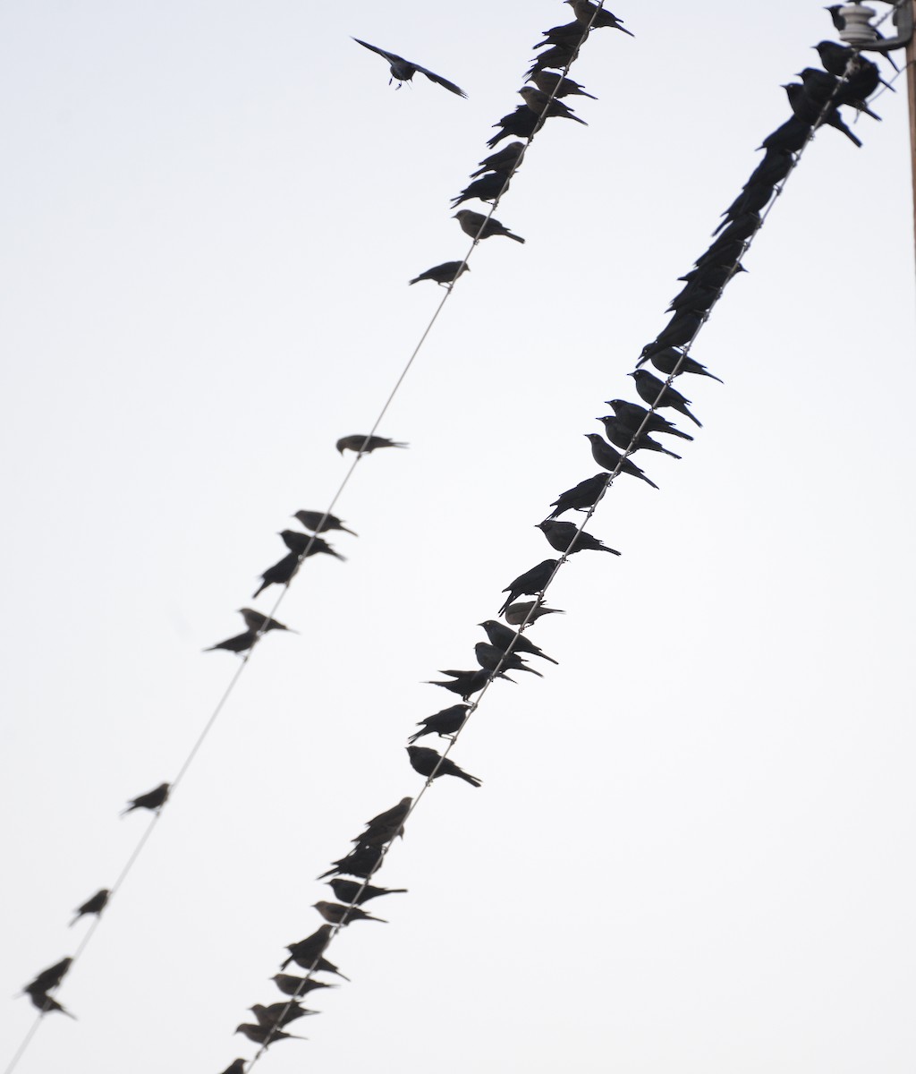 Brewer's Blackbird - ML646271501