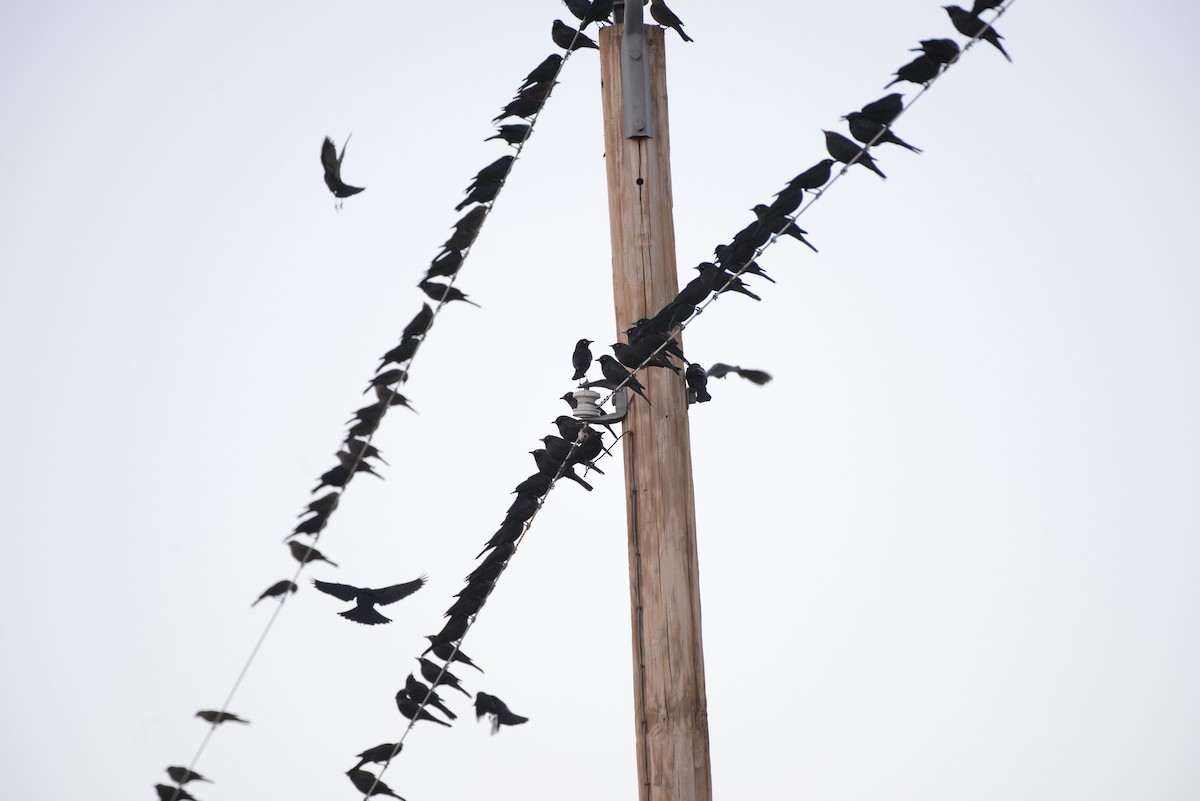 Brewer's Blackbird - ML646271502