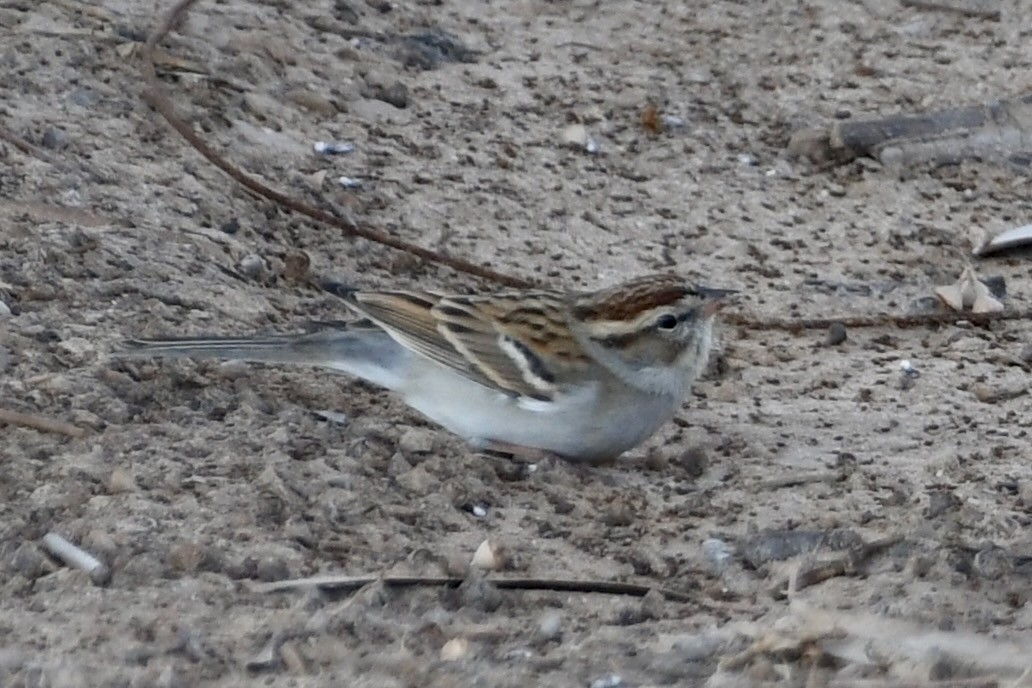 Chipping Sparrow - ML646271503