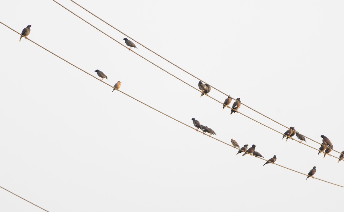 Jungle Myna - ML646271505