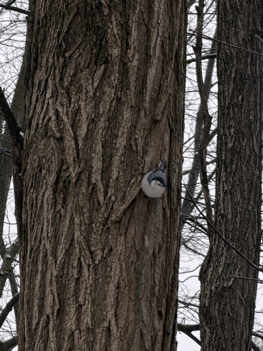 White-breasted Nuthatch - ML646271507
