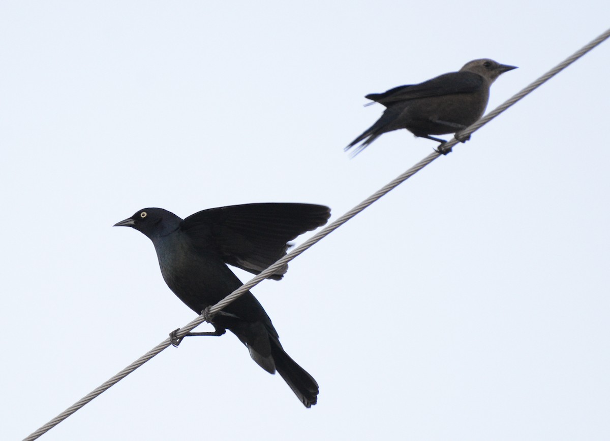 Brewer's Blackbird - ML646271509