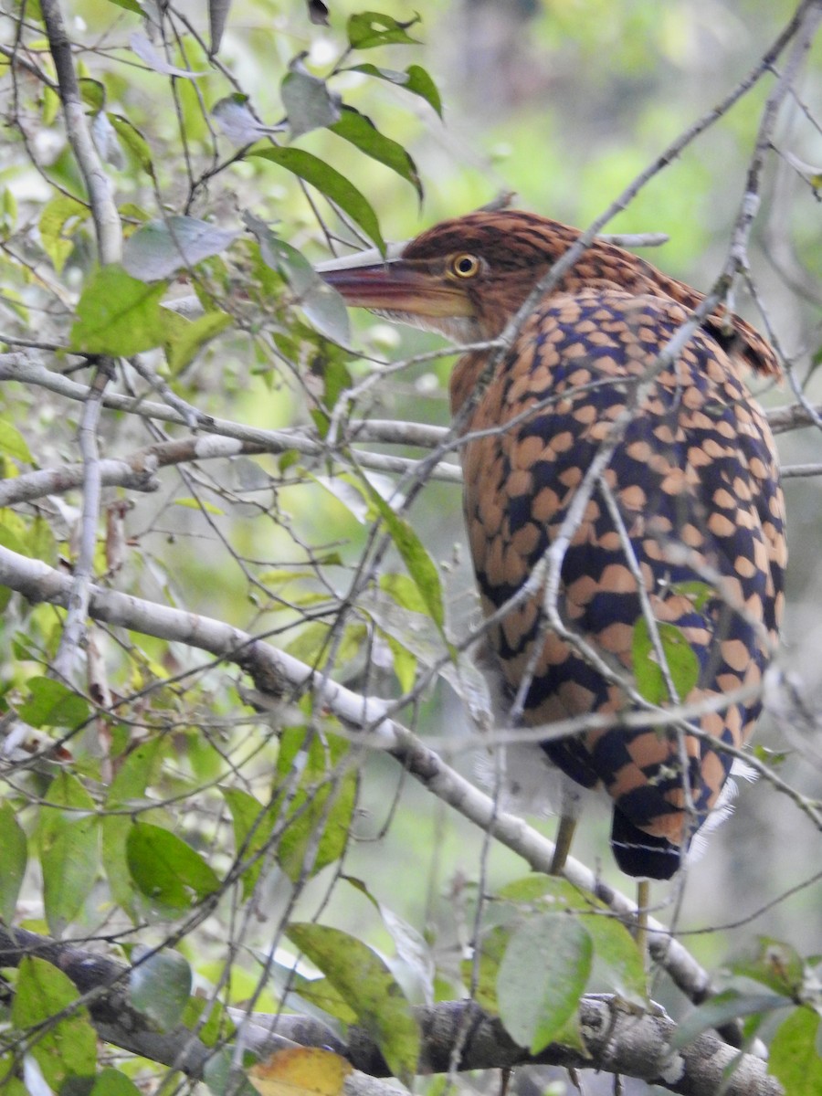Rufescent Tiger-Heron - ML646271514