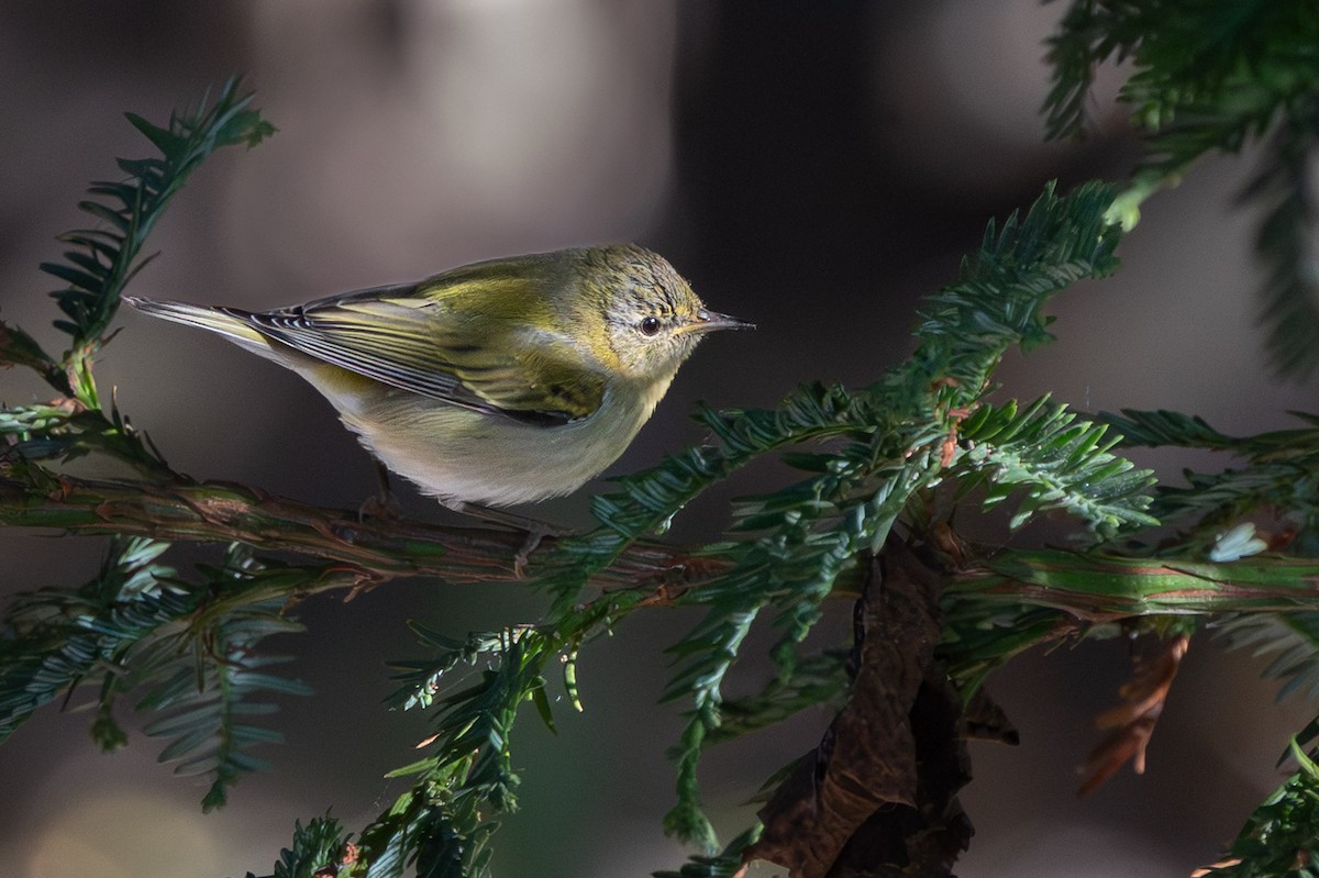 Tennessee Warbler - ML646271517