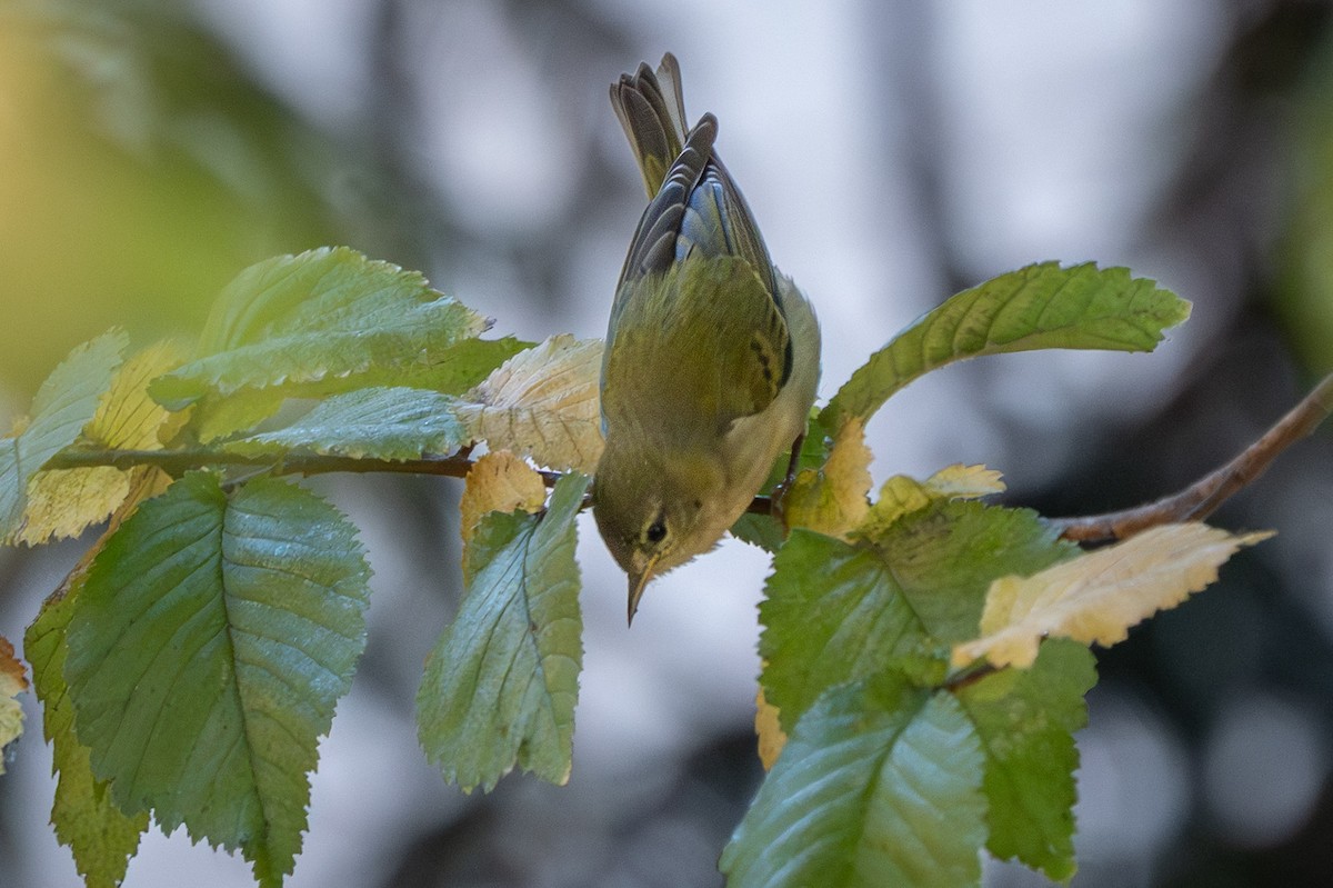 Tennessee Warbler - ML646271518
