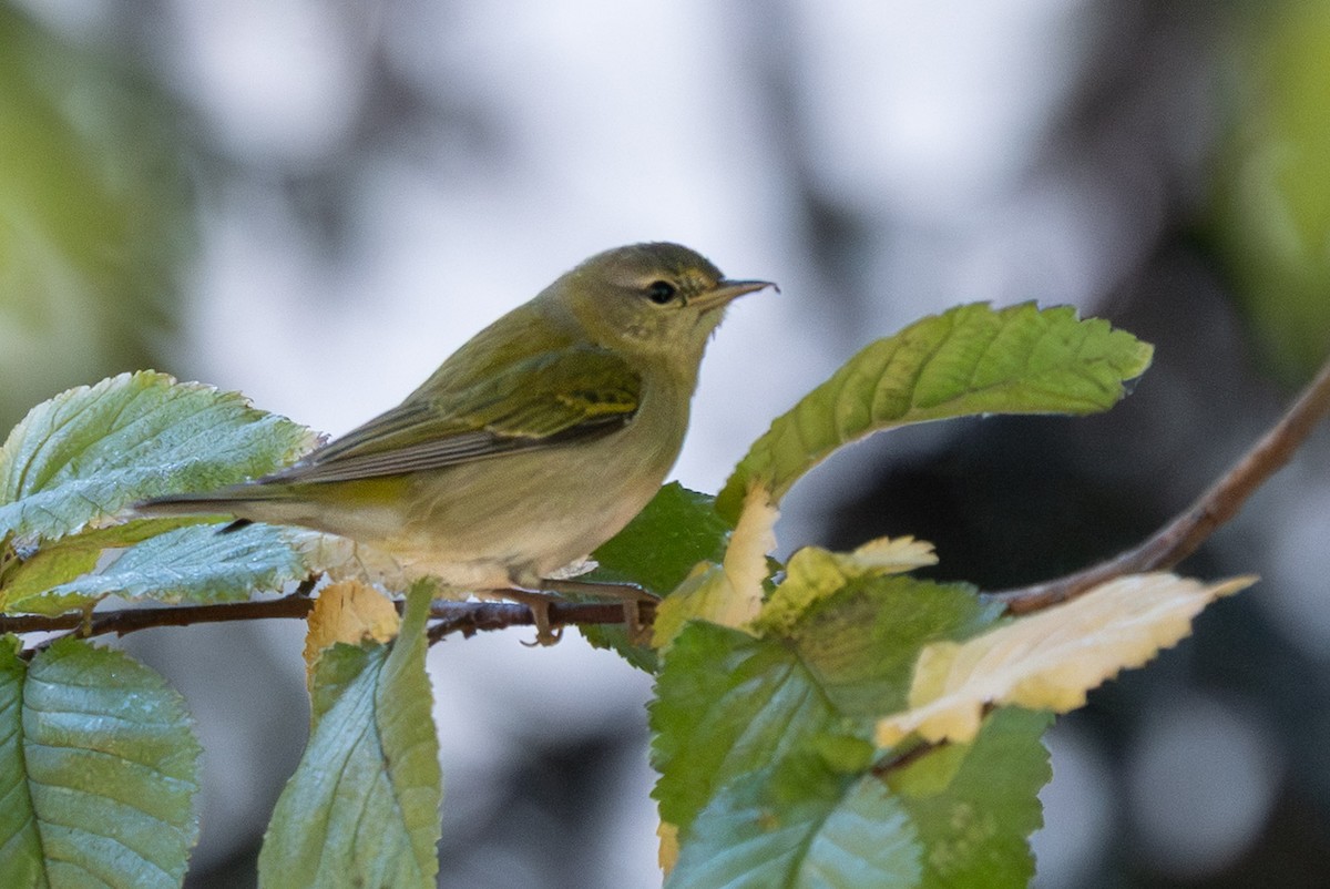 Tennessee Warbler - ML646271519