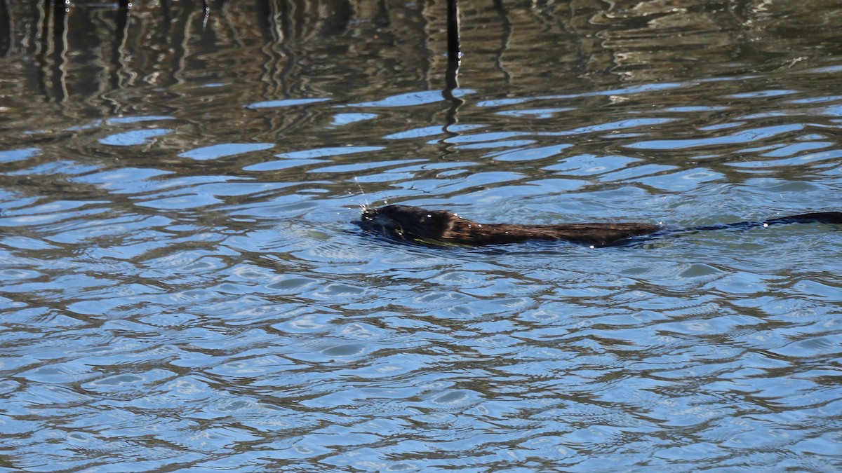 Mammals - ML646271520