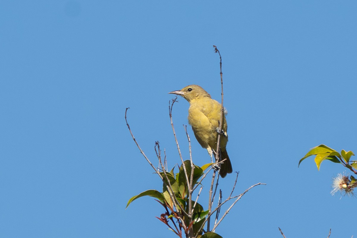 Hooded Oriole (nelsoni Group) - ML646271526