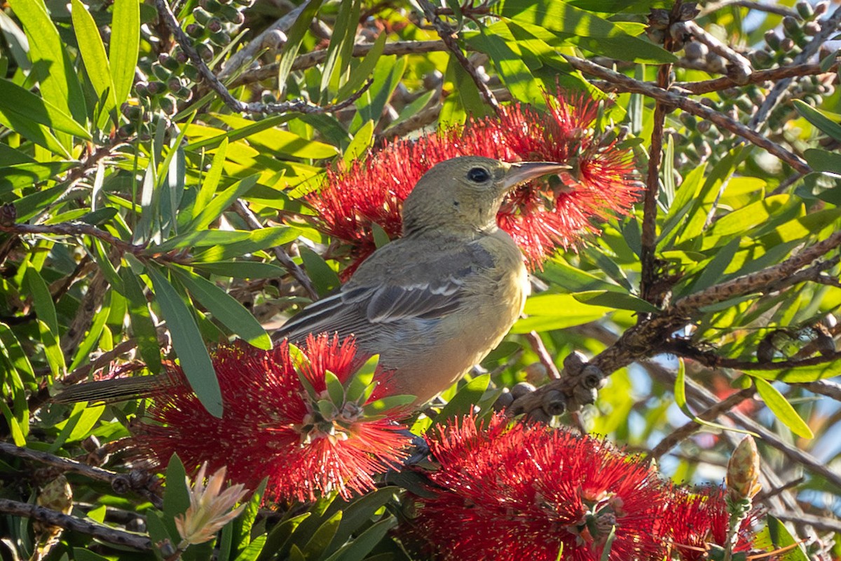Hooded Oriole (nelsoni Group) - ML646271528