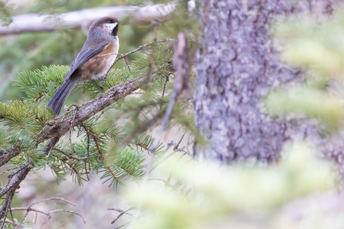Boreal Chickadee - ML646271529