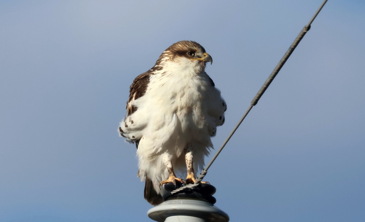 Ferruginous Hawk - ML646271544
