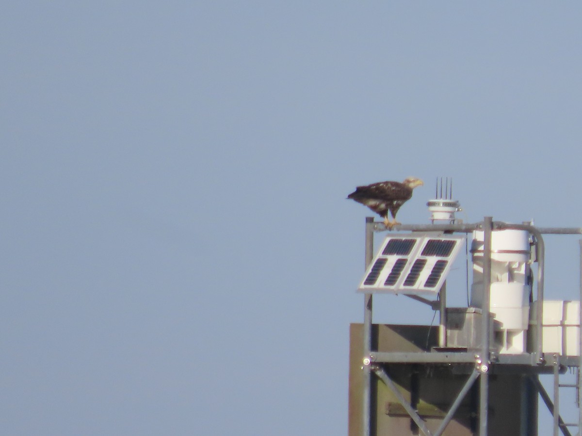 Bald Eagle - ML646271548