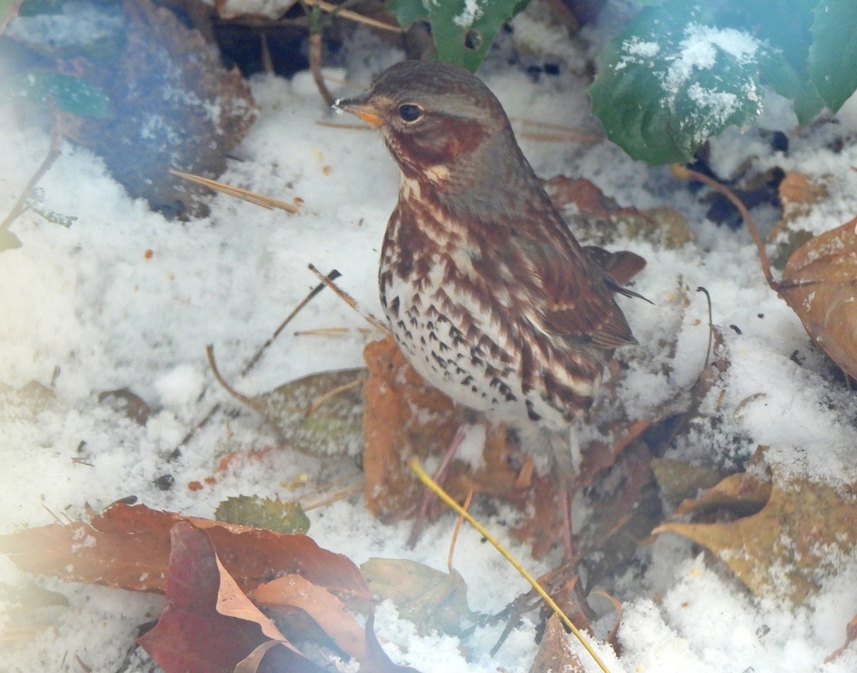 Chingolo Zorruno - ML646271556