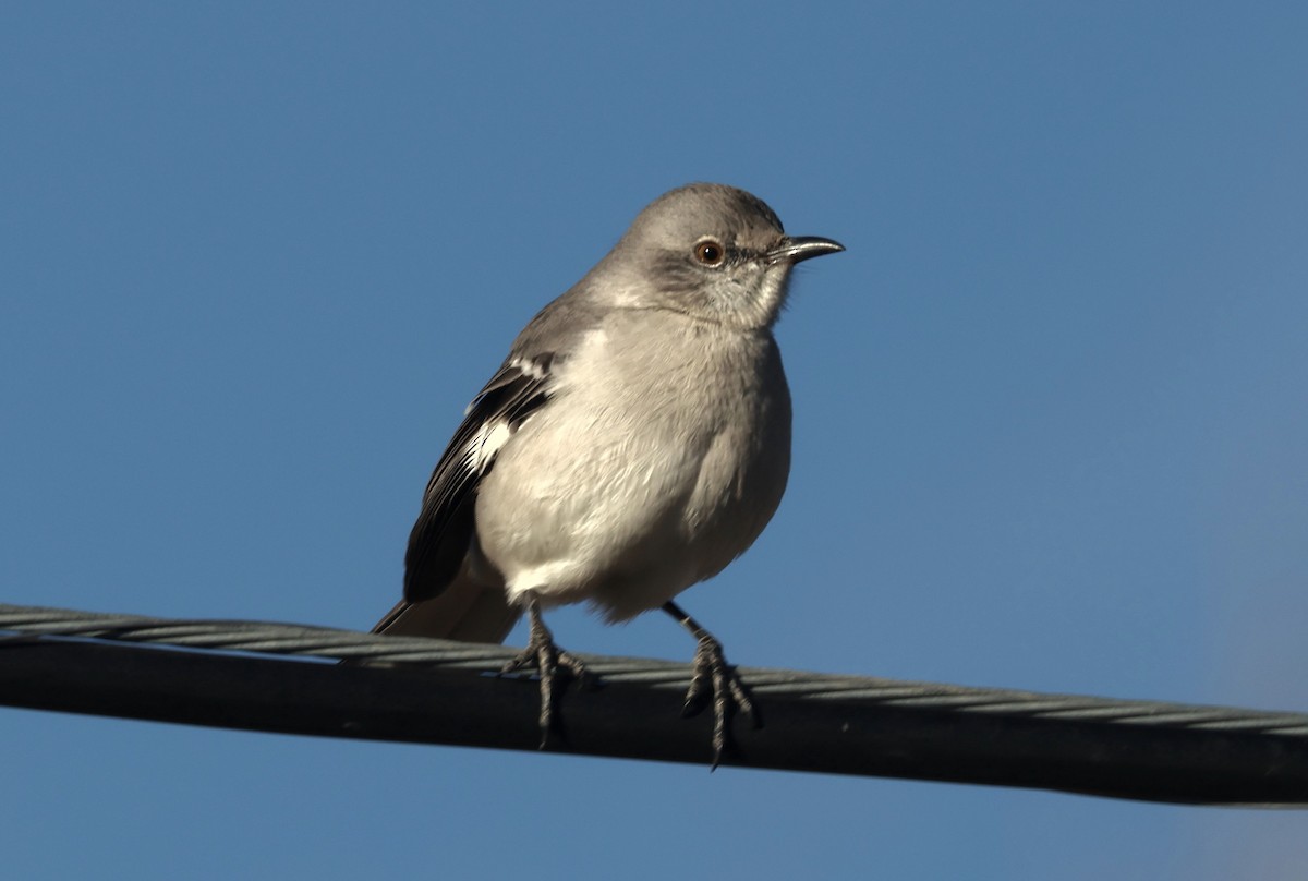 Northern Mockingbird - ML646271564