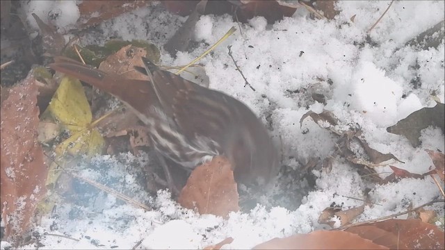 Fox Sparrow - ML646271573