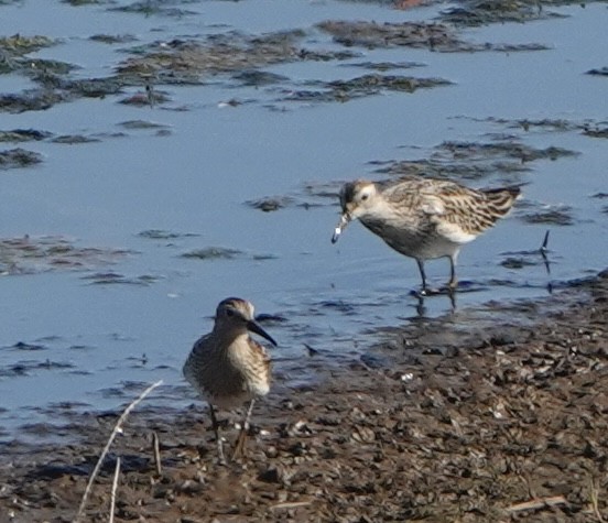 Дутыш - ML646271576