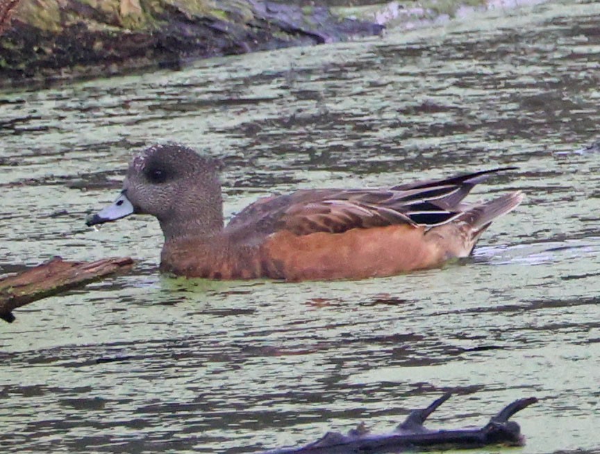 Fischione americano - ML646271578