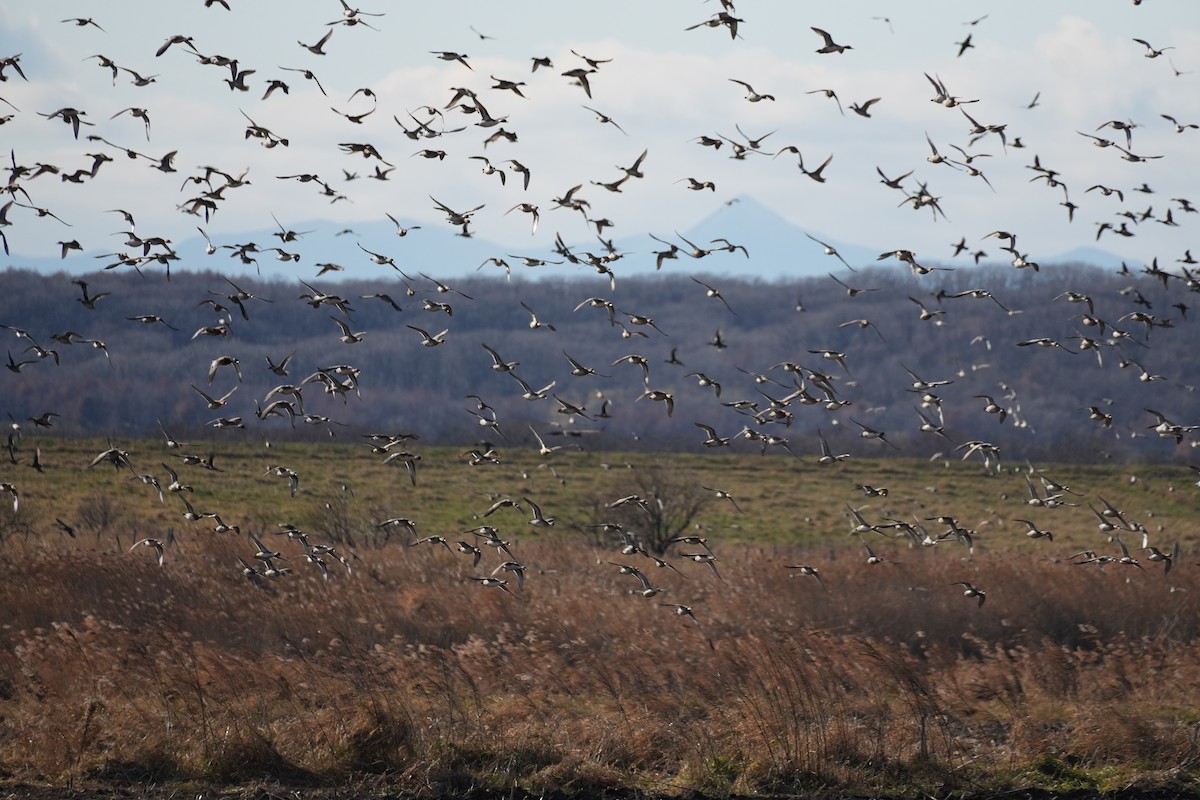 尖尾鴨 - ML646271582