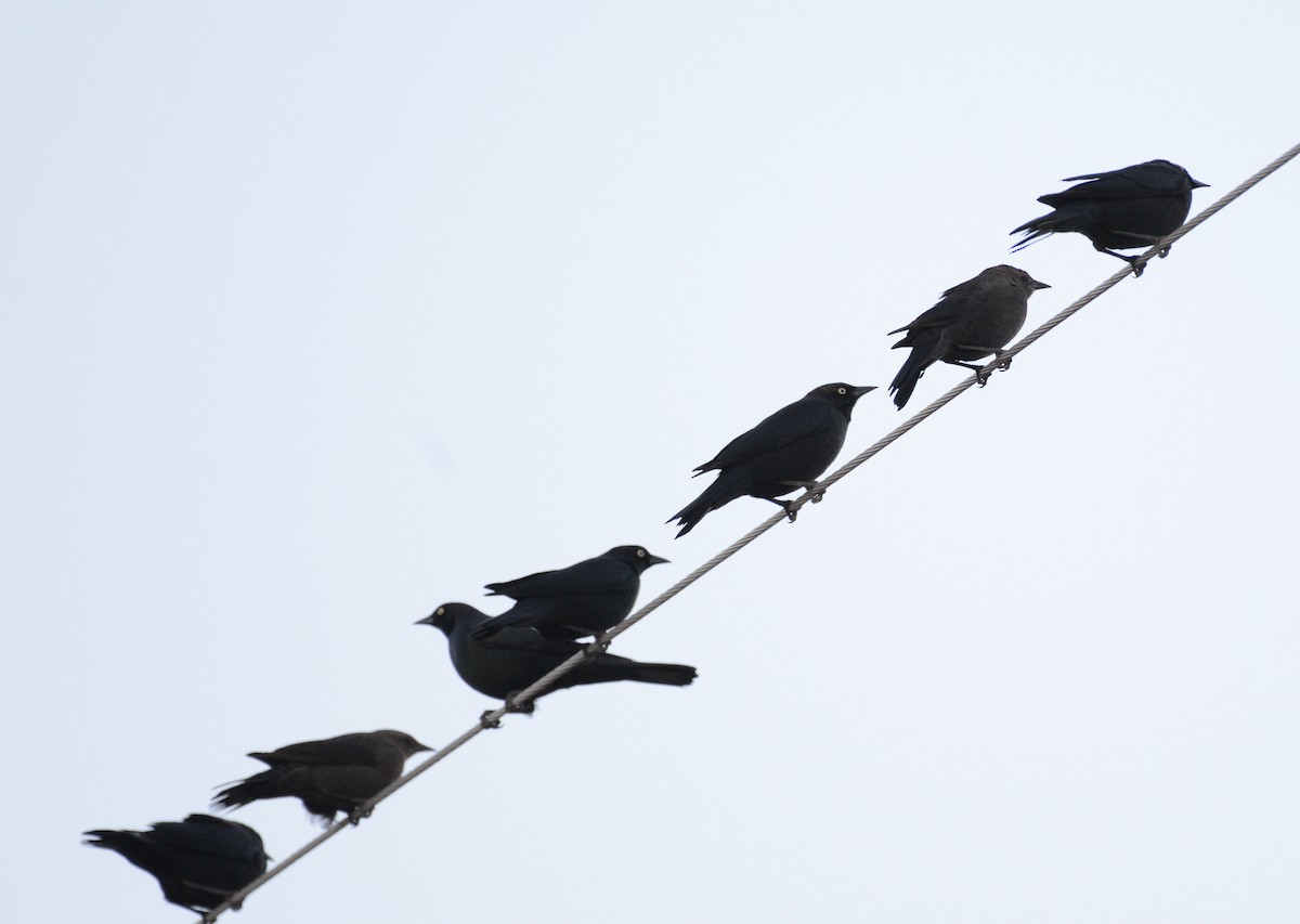 Brewer's Blackbird - ML646271583