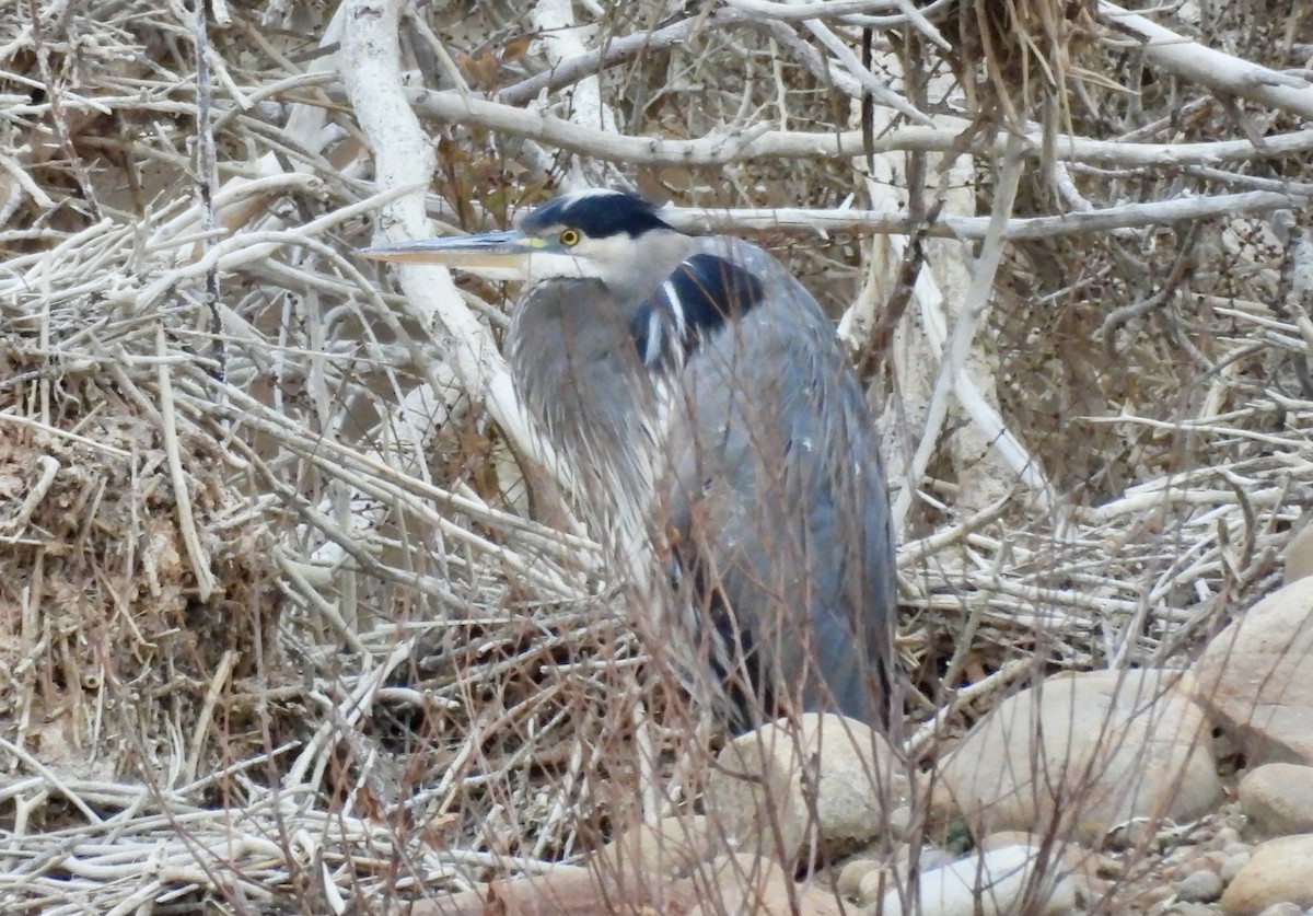 Great Blue Heron - ML646271585