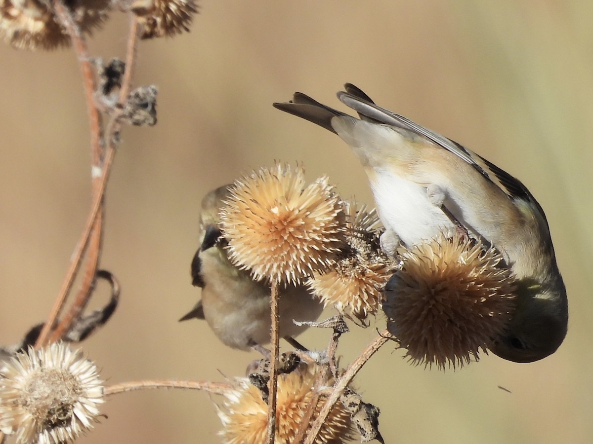 Чиж золотий - ML646271587