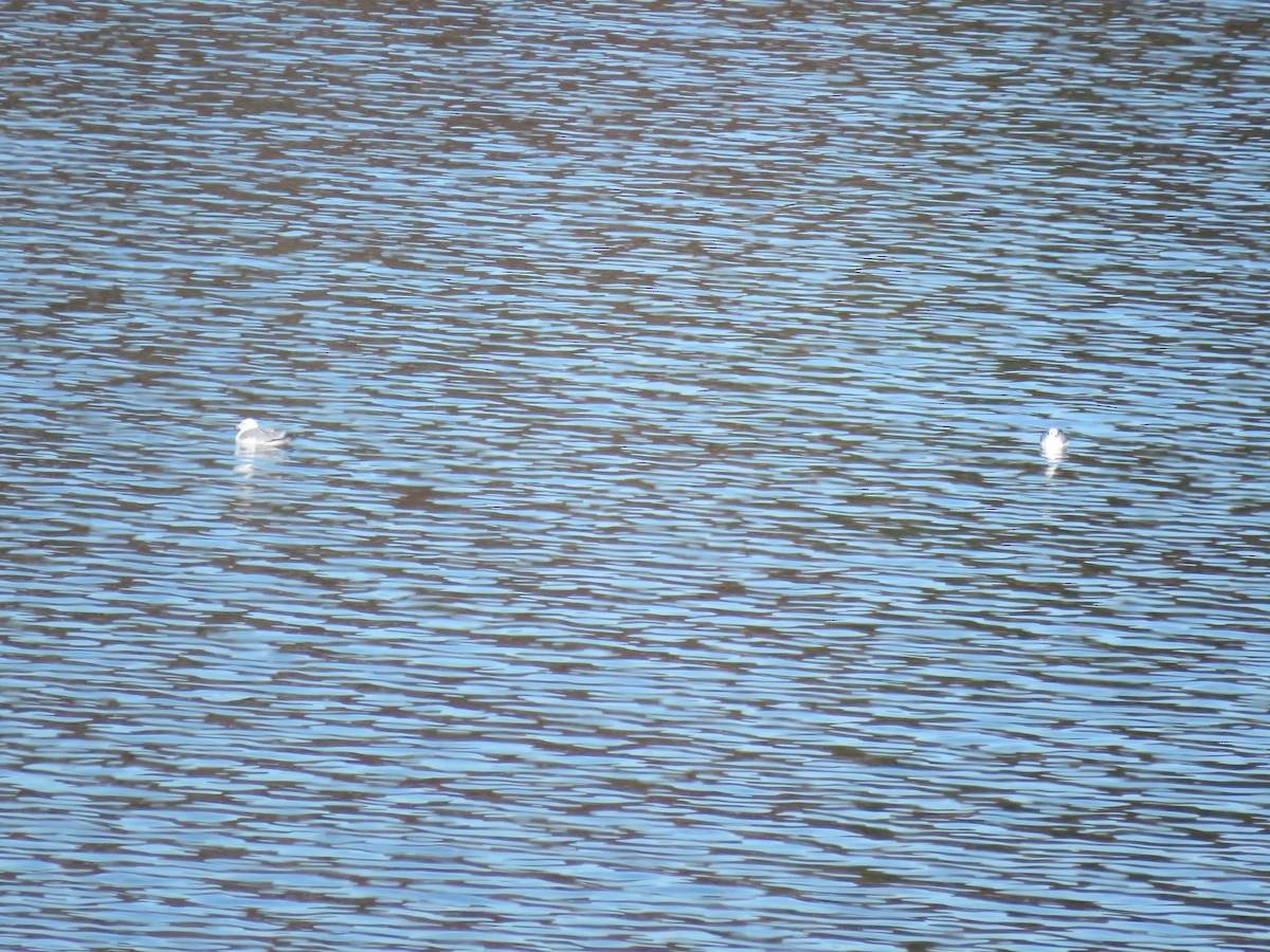 Ring-billed Gull - ML646271588