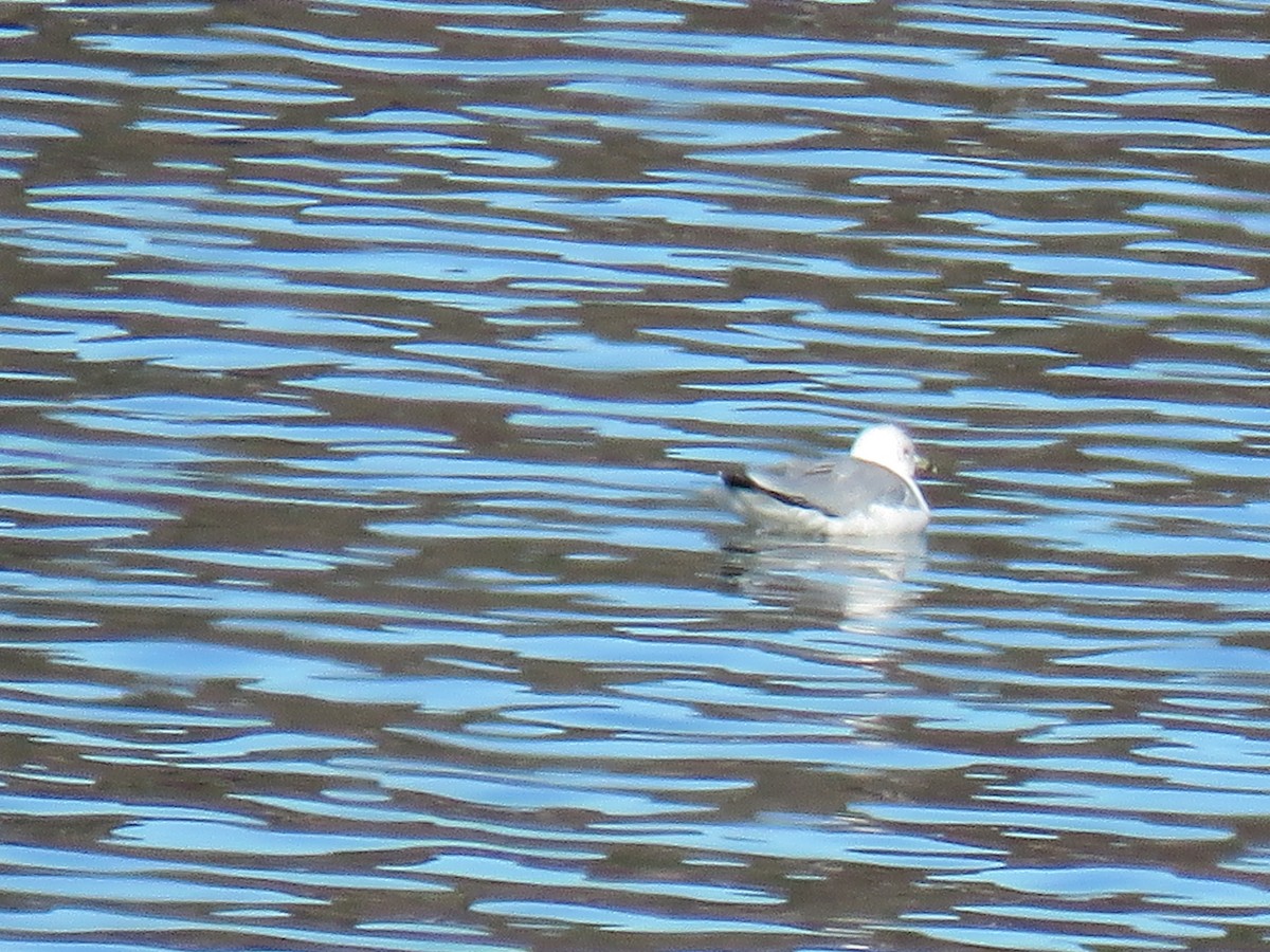 Ring-billed Gull - ML646271600