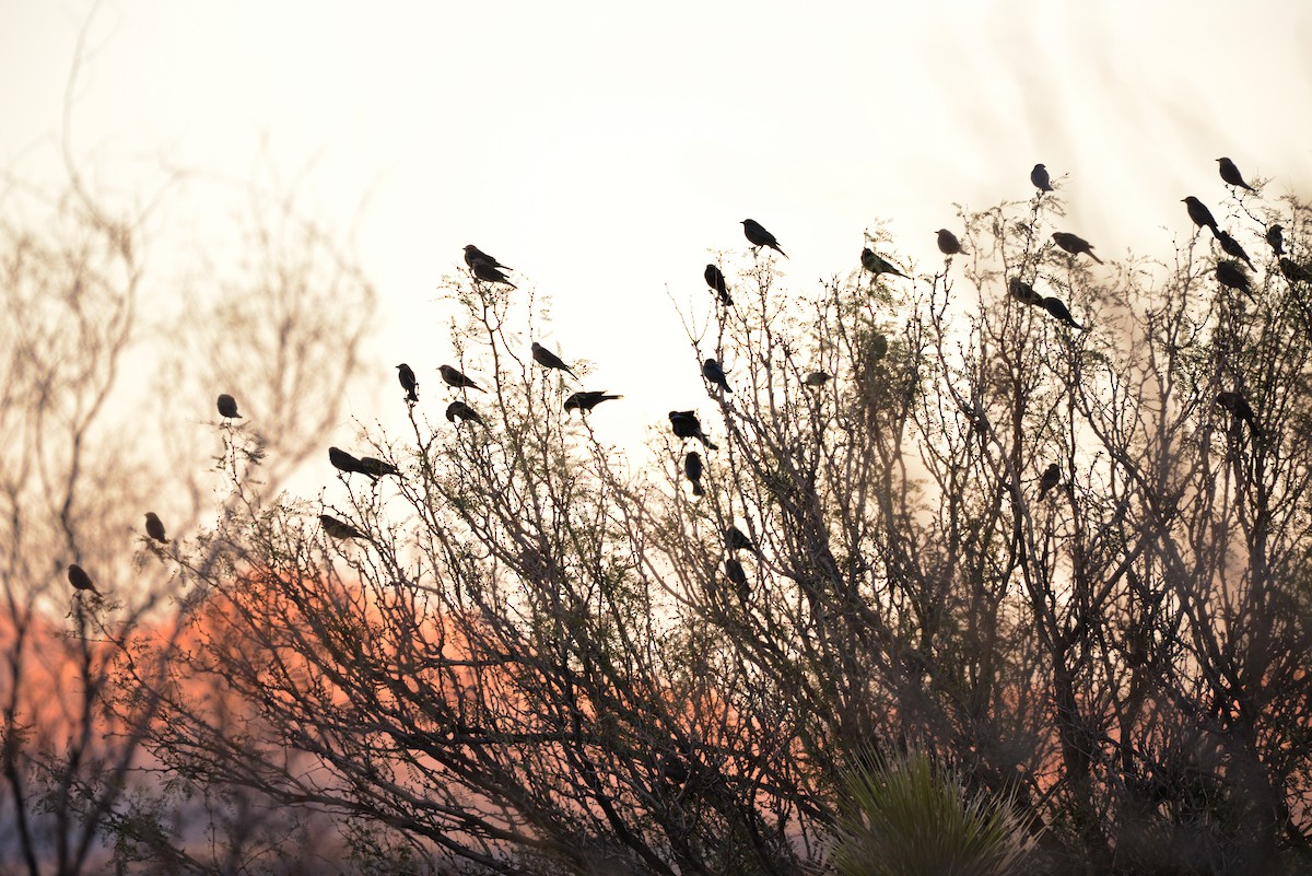 Brewer's Blackbird - ML646271602