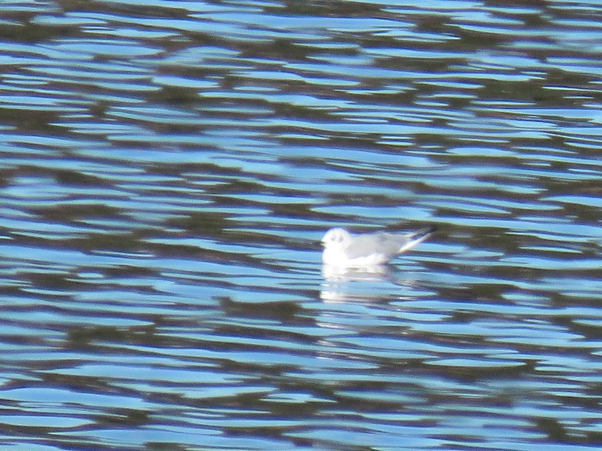 Bonaparte's Gull - ML646271603