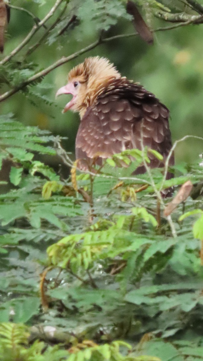 Yellow-headed Caracara - ML646271617