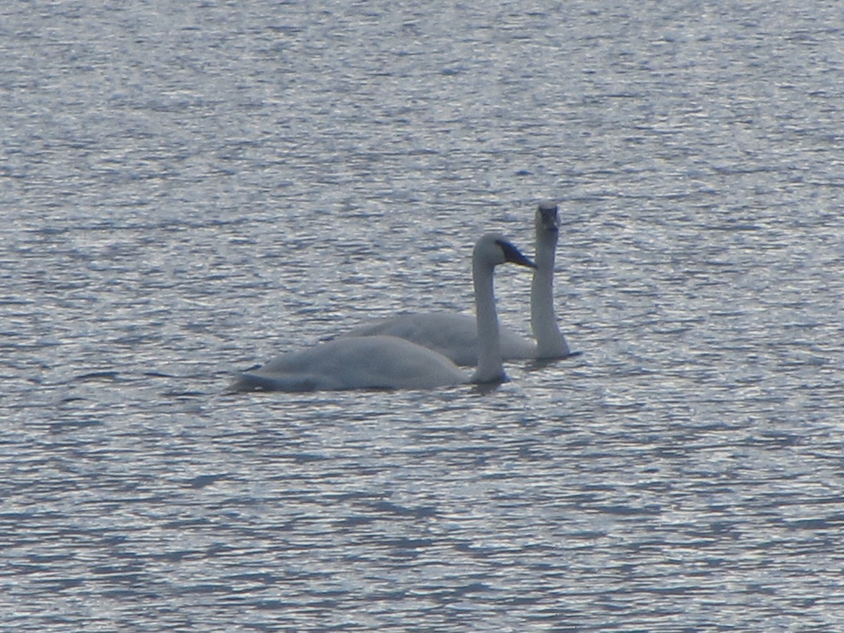 Trumpeter Swan - ML646271619