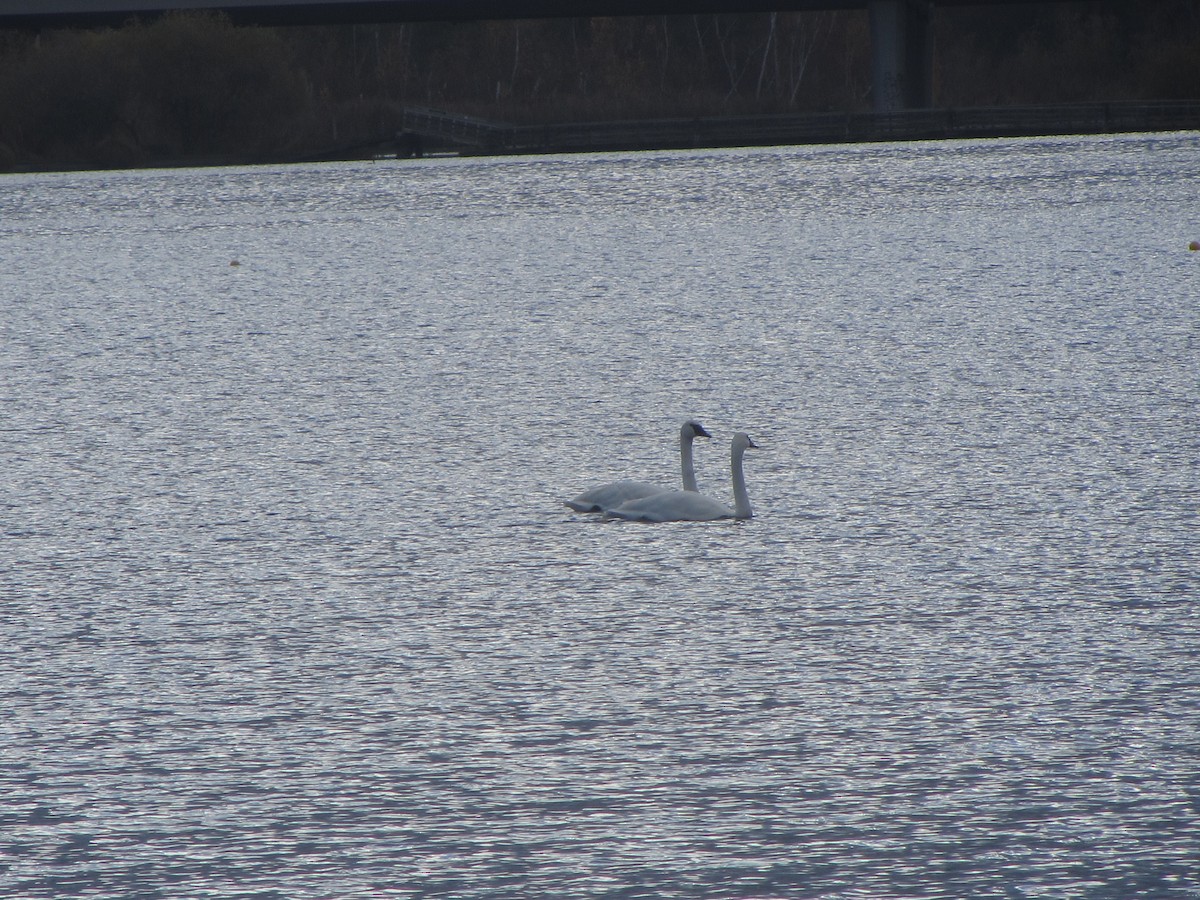 Trumpeter Swan - ML646271622
